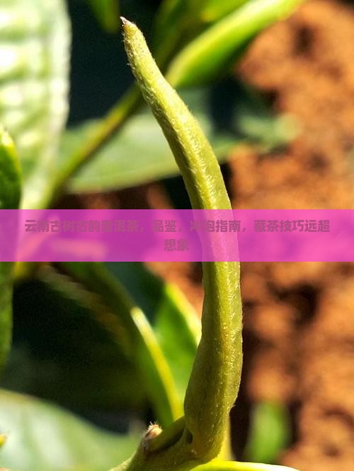 云南古树古韵普洱茶