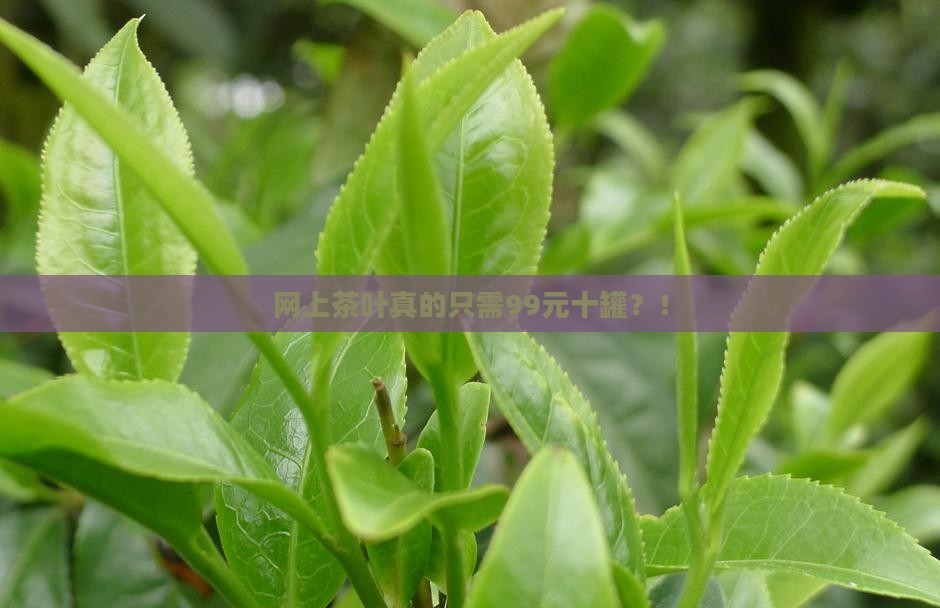 网上茶叶真的只需99元十罐？！