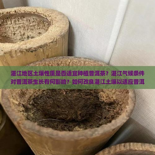 湛江地区土壤性质是否适宜种植普洱茶？湛江气候条件对普洱茶生长有何影响？如何改良湛江土壤以适应普洱茶种植？