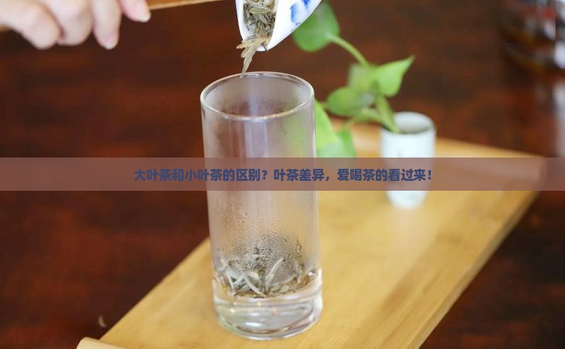 大叶茶和小叶茶的区别？叶茶差异，爱喝茶的看过来！