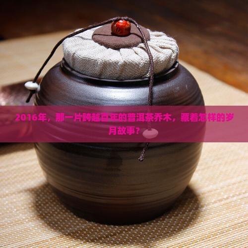 2016年，那一片跨越百年的普洱茶乔木，藏着怎样的岁月故事？
