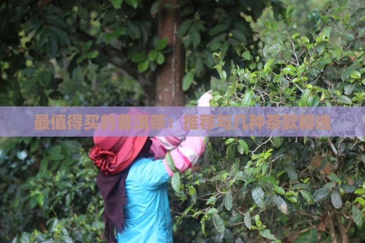 最值得买的普洱茶：推荐与几种茶款精选