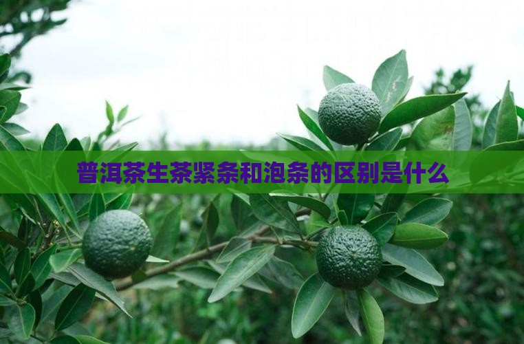 普洱茶生茶紧条和泡条的区别是什么