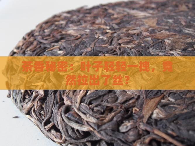 茶香秘密：叶子轻轻一拽，竟然拉出了丝？