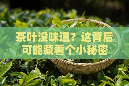 茶叶没味道？这背后可能藏着个小秘密