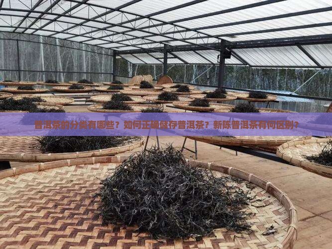 普洱茶的分类有哪些？如何正确储存普洱茶？新陈普洱茶有何区别？