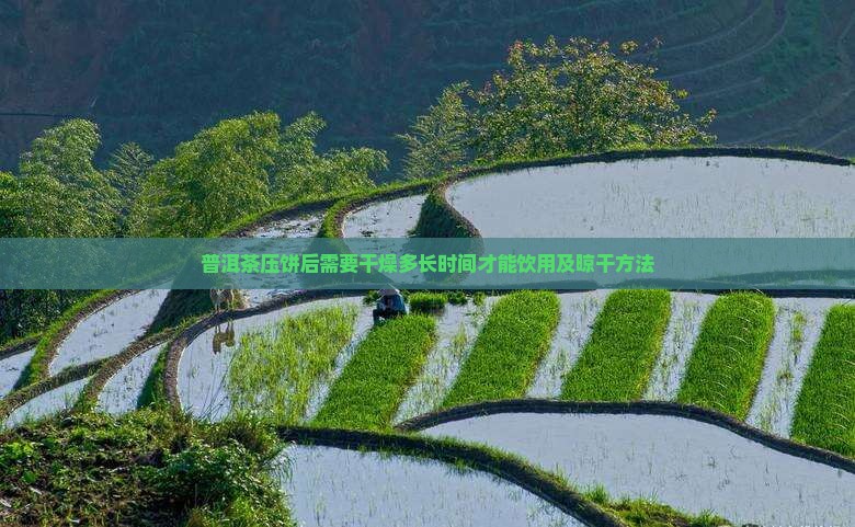 普洱茶压饼后需要干燥多长时间才能饮用及晾干方法