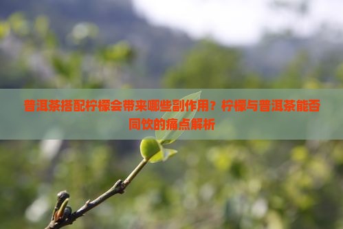 普洱茶搭配柠檬会带来哪些副作用？柠檬与普洱茶能否同饮的痛点解析
