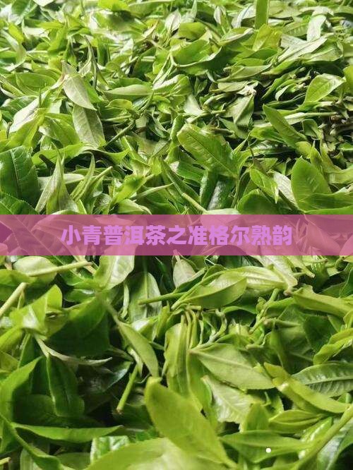 小青普洱茶之准格尔熟韵