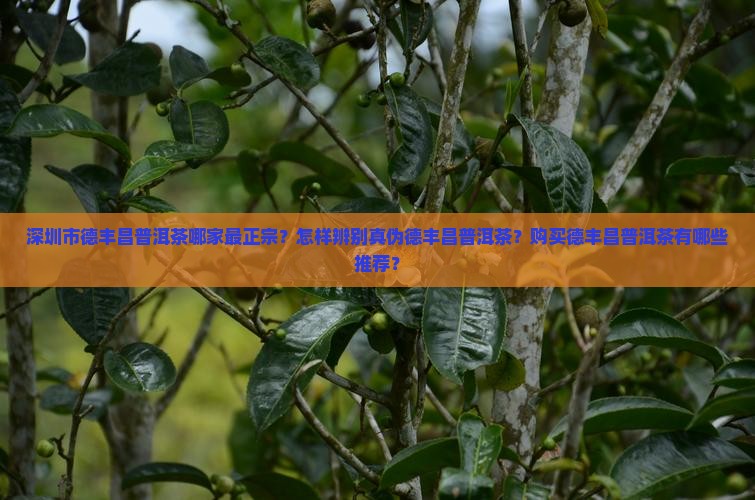 深圳市德丰昌普洱茶哪家最正宗？怎样辨别真伪德丰昌普洱茶？购买德丰昌普洱茶有哪些推荐？
