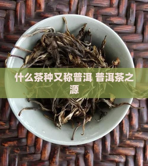 什么茶种又称普洱 普洱茶之源