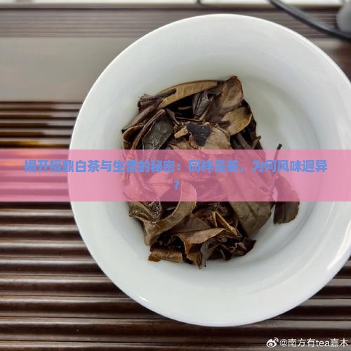 揭开福鼎白茶与生普的秘密：同样是茶，为何风味迥异？