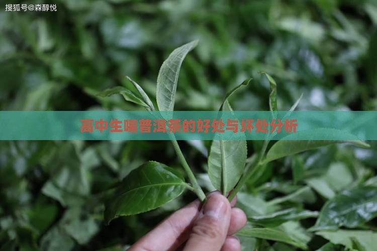 高中生喝普洱茶的好处与坏处分析