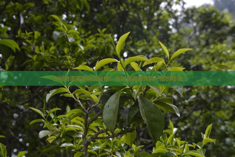 古树普洱茶原料及价格：古树普洱茶纯料一般价格表