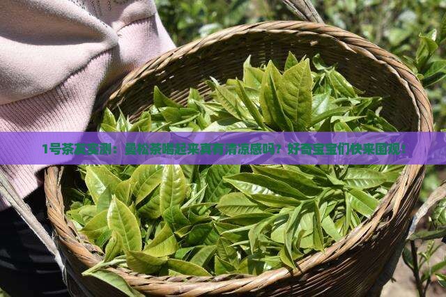 1号茶友实测：曼松茶喝起来真有清凉感吗？好奇宝宝们快来围观！