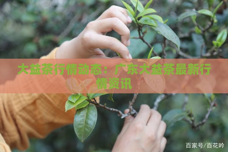大益茶行情动态：广东大益茶最新行情资讯