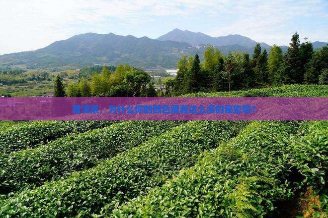 普洱茶，为什么你的颜色藏着这么深的秘密呢？