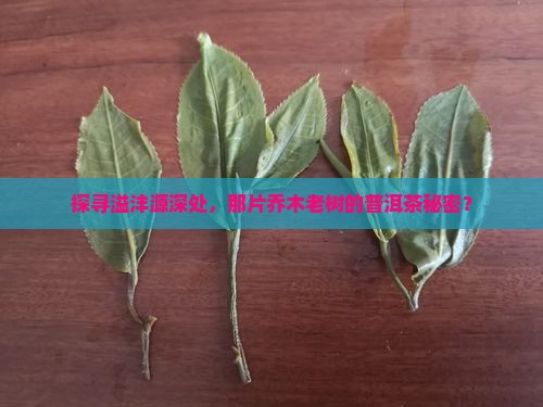 探寻溢沣源深处，那片乔木老树的普洱茶秘密？
