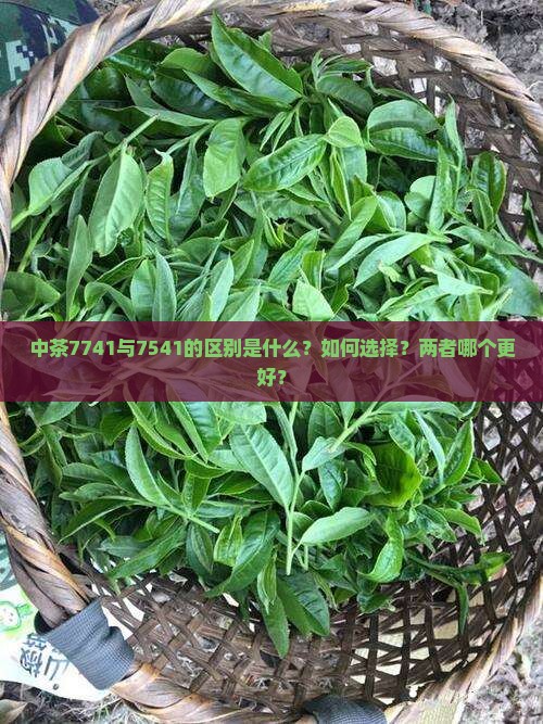 中茶7741与7541的区别是什么？如何选择？两者哪个更好？