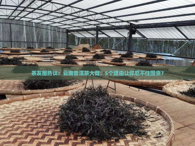 茶友圈热议：云南普洱茶大促，5个理由让你忍不住囤货？