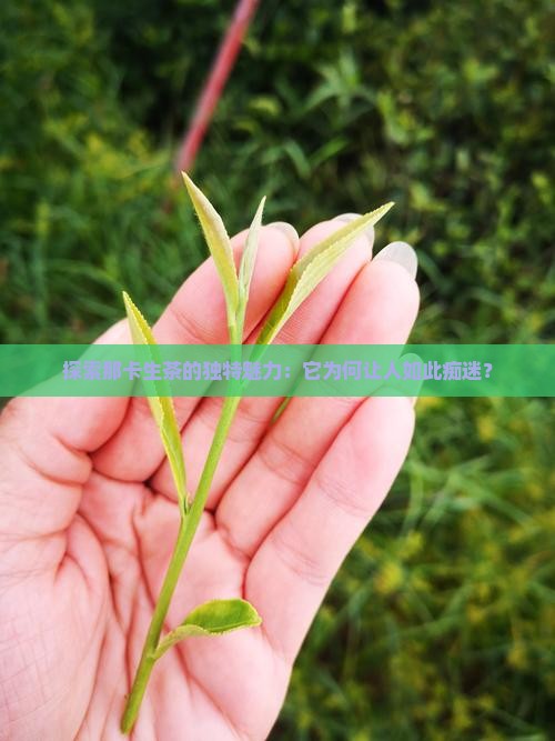 探索那卡生茶的独特魅力：它为何让人如此痴迷？