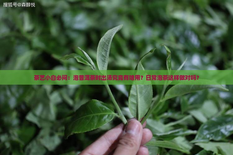 茶艺小白必问：泡普洱茶时出汤究竟有啥用？日常泡茶这样做对吗？
