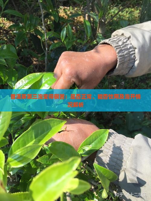 普洱茶第三泡变得很苦：是否正常、能否饮用及泡开情况解析