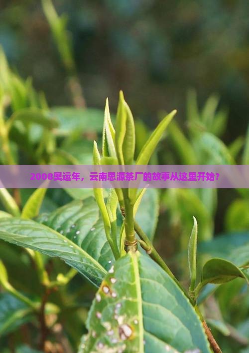 2008奥运年，云南思源茶厂的故事从这里开始？
