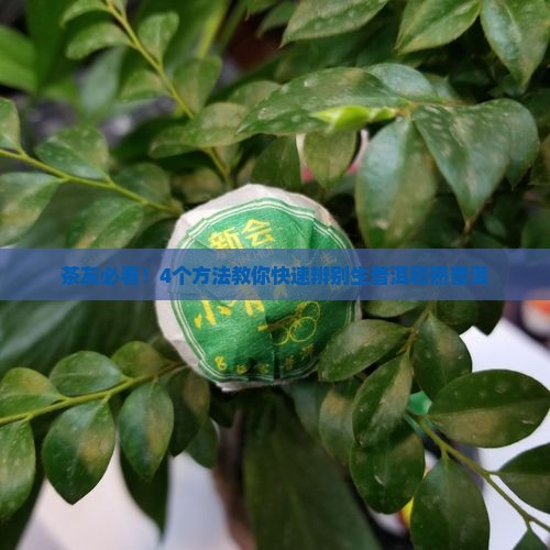 茶友必看！4个方法教你快速辨别生普洱和熟普洱