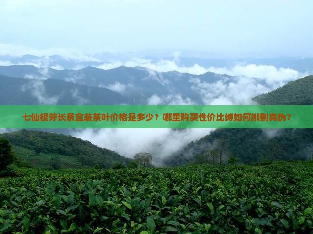 七仙银芽长条盒装茶叶价格是多少？哪里购买性价比缚如何辨别真伪？