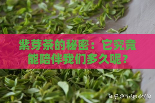 紫芽茶的秘密：它究竟能陪伴我们多久呢？