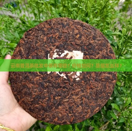 云南普洱茶批发中茶有哪些？价格如何？质量怎么样？