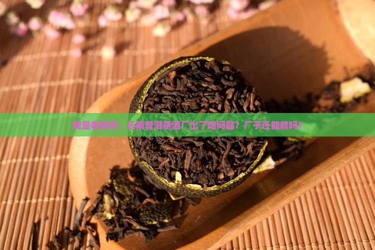 我是老茶农：云南普洱茶洒厂出了啥问题？厂子还能救吗？
