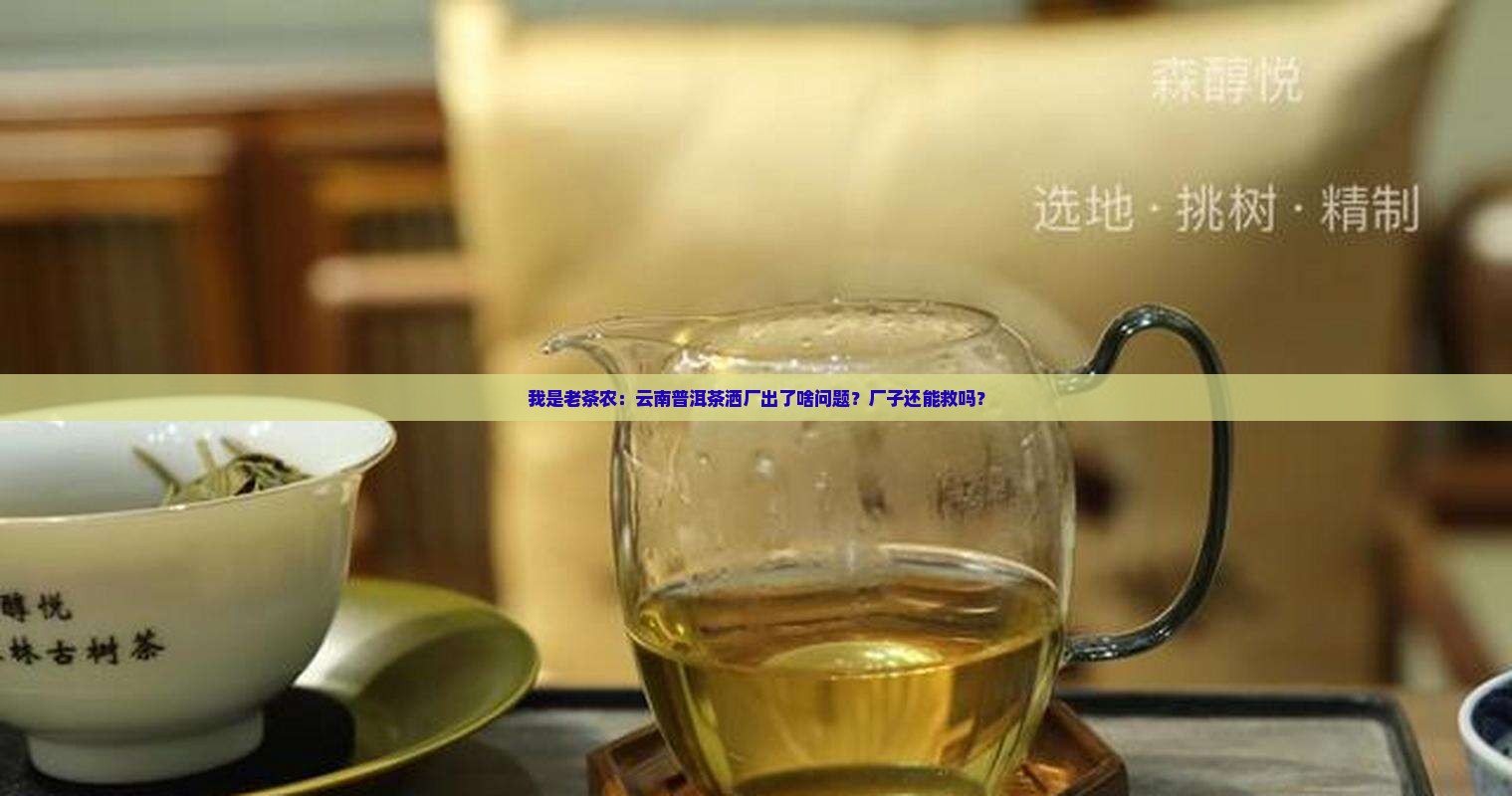 我是老茶农：云南普洱茶洒厂出了啥问题？厂子还能救吗？