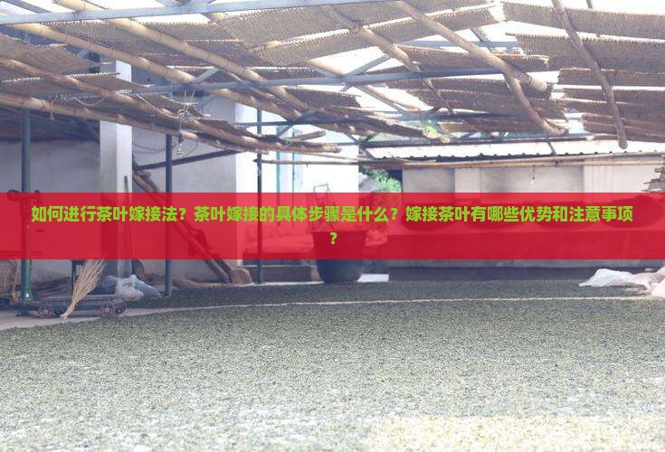 如何进行茶叶嫁接法？茶叶嫁接的具体步骤是什么？嫁接茶叶有哪些优势和注意事项？