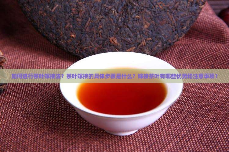 如何进行茶叶嫁接法？茶叶嫁接的具体步骤是什么？嫁接茶叶有哪些优势和注意事项？