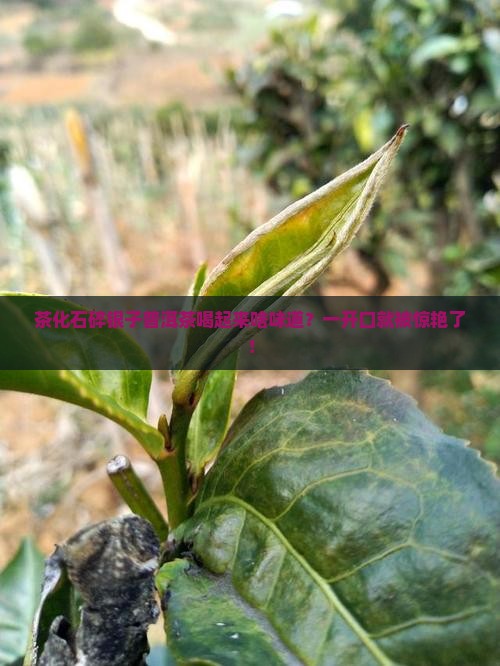 茶化石碎银子普洱茶喝起来啥味道？一开口就被惊艳了！