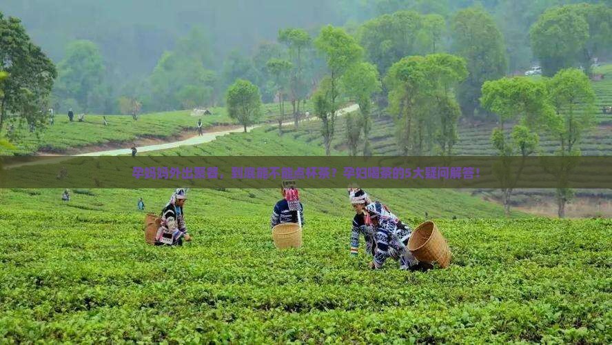 孕妈妈外出聚餐，到底能不能点杯茶？孕妇喝茶的5大疑问解答！