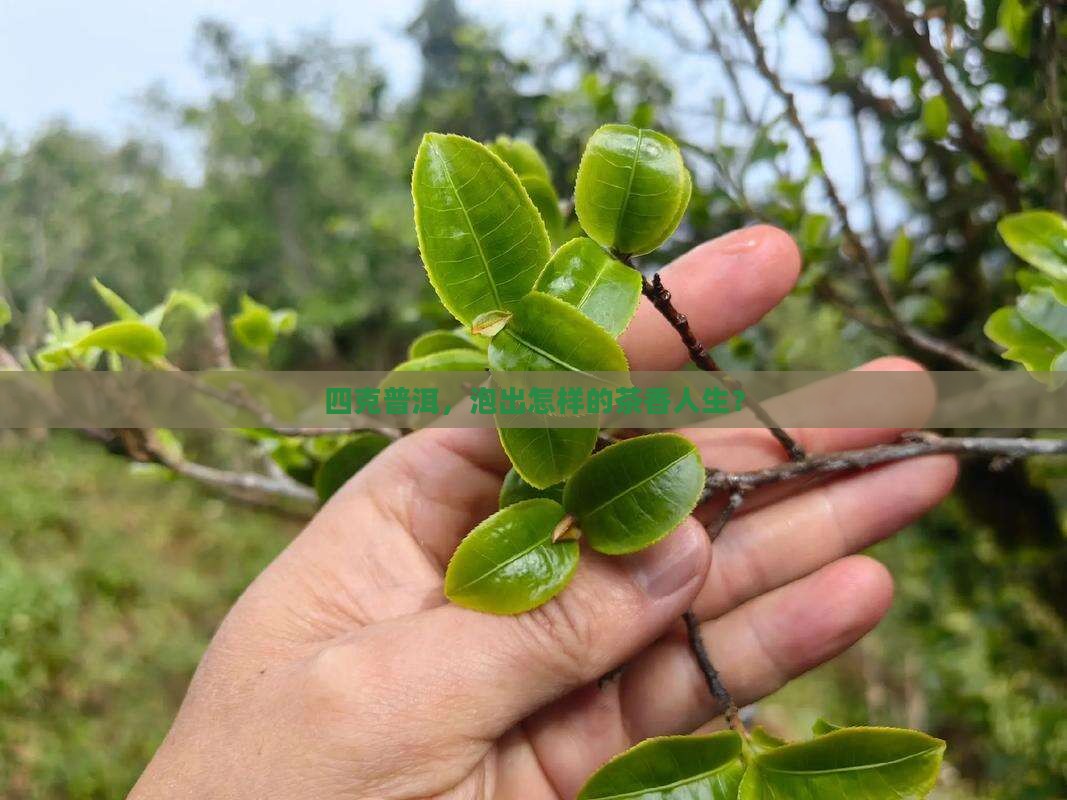 四克普洱，泡出怎样的茶香人生？