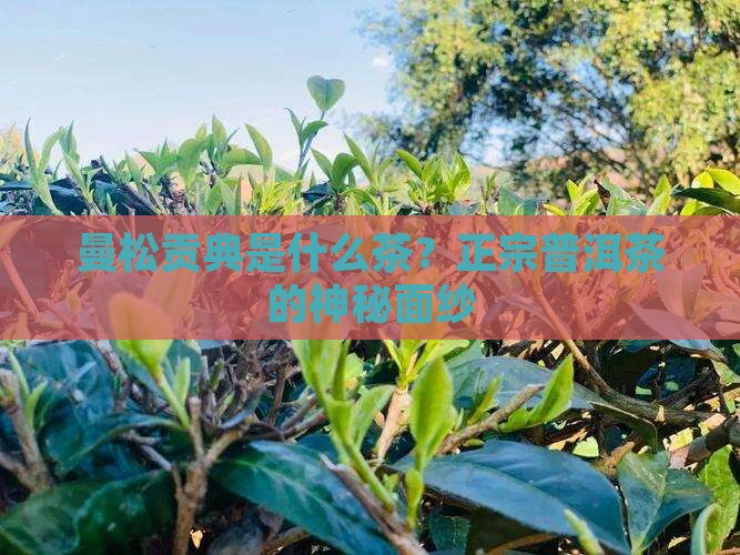 曼松贡典是什么茶?正宗普洱茶的神秘面纱 曼松贡典是什么茶?正宗普洱茶的神秘面纱