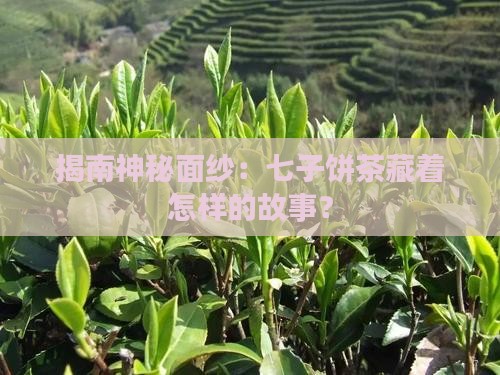 揭南神秘面纱：七子饼茶藏着怎样的故事？
