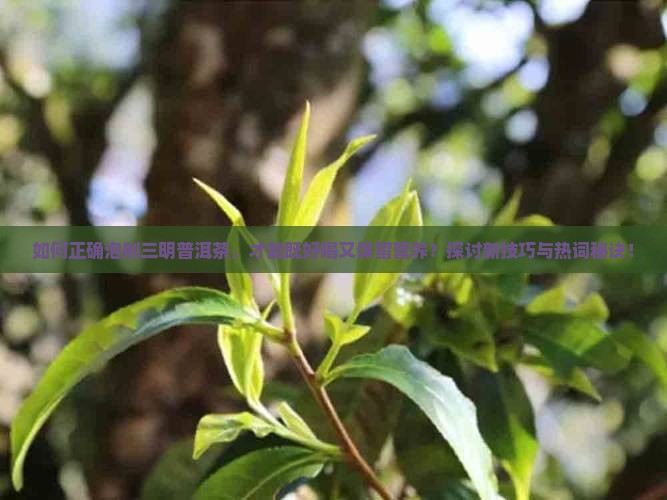 如何正确泡制三明普洱茶，才能既好喝又保留营养？探讨新技巧与热词秘诀！