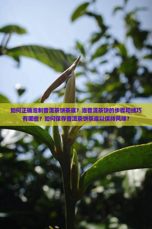 如何正确泡制普洱茶饼茶底？泡普洱茶饼的步骤和技巧有哪些？如何保存普洱茶饼茶底以保持风味？