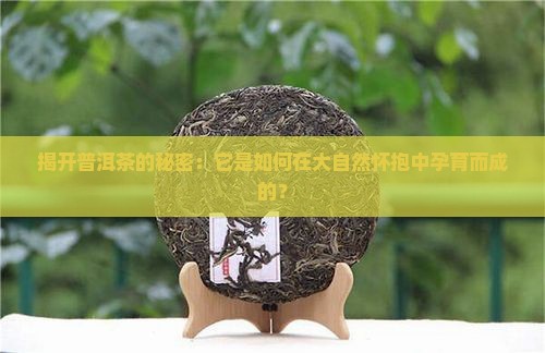 揭开普洱茶的秘密：它是如何在大自然怀抱中孕育而成的？
