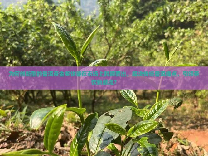 为何创新型的普洱茶金奖饼能在市场上脱颖而出，解决传统普洱痛点，引领茶饮新潮流？