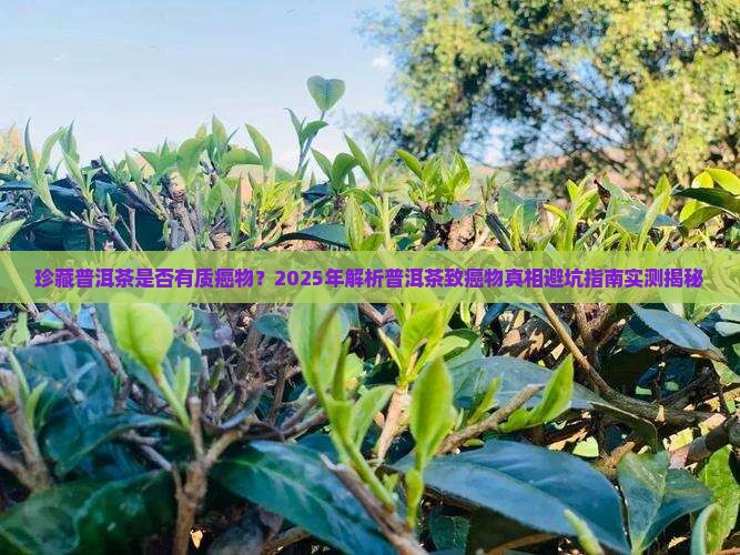 珍藏普洱茶是否有质癌物