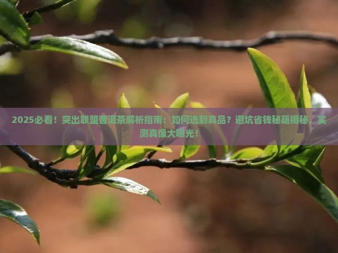 突出联盟普洱茶 突出联盟普洱茶