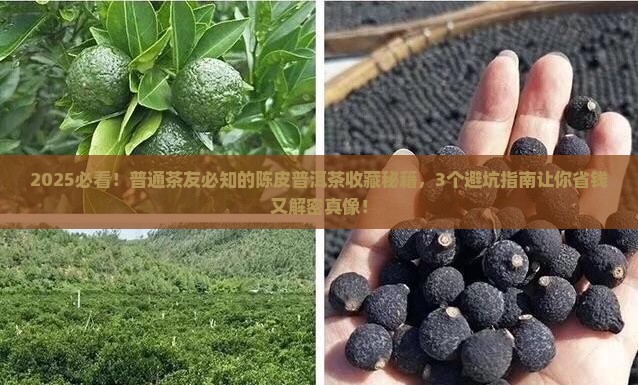 陈皮普洱茶有购买藏价值吗