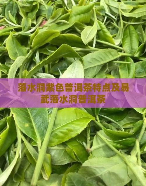 落水洞紫色普洱茶