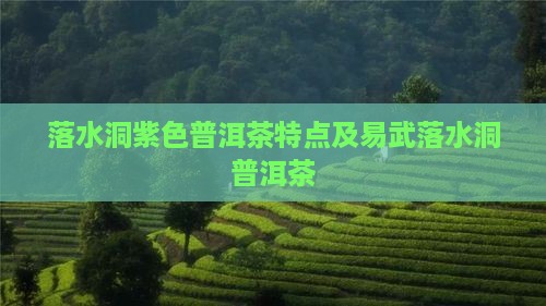 落水洞紫色普洱茶